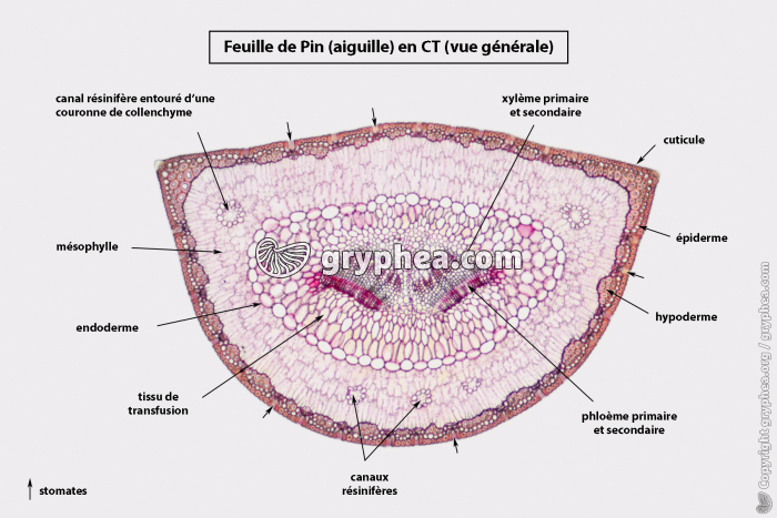 Feuille de Pin CT x10 (vue légendée) - gryphea.org